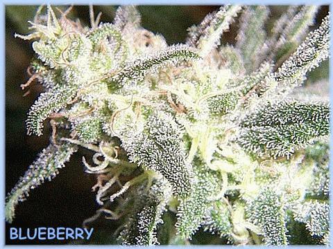 anotherblueberry.jpg