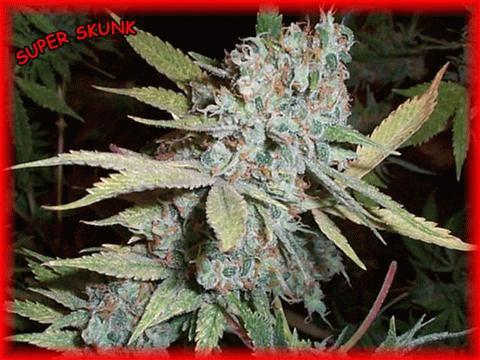 anothersuperskunk.jpg