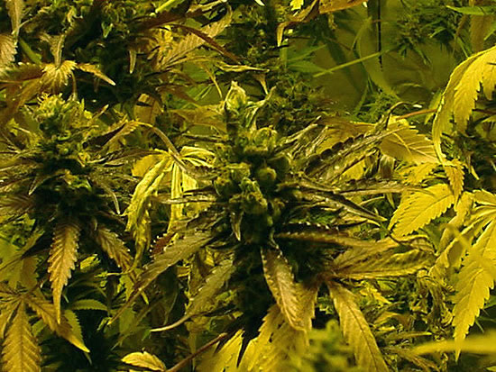 big_bud.jpg