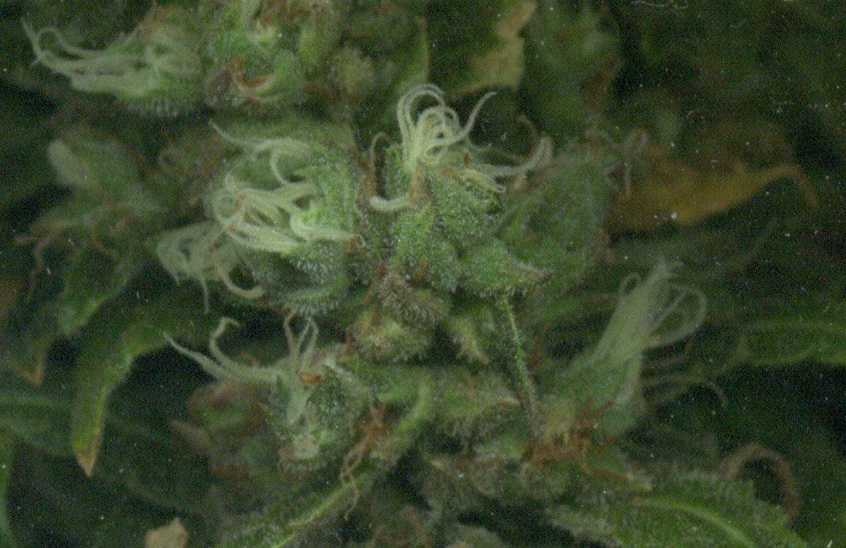 budclose3.jpg