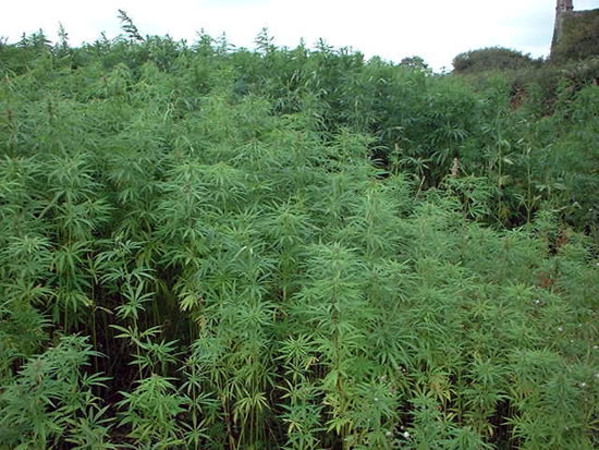 hemp_jungle.jpg