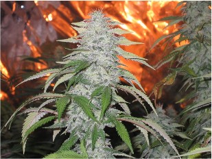 kush.jpg