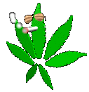leaf.gif