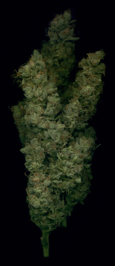nlwwbud-2.jpg