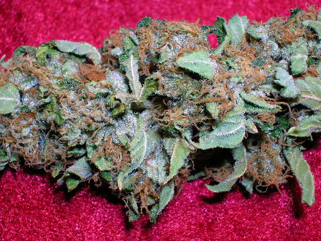 og_kush.jpg