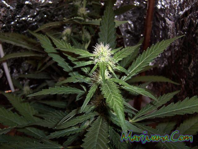 whitewidow.jpg